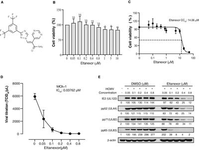 The Second-Generation XPO1 Inhibitor Eltanexor Inhibits Human Cytomegalovirus (HCMV) Replication and Promotes Type I Interferon Response